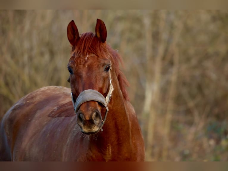 Hanoverian Gelding 7 years 17 hh Chestnut in Aerzen