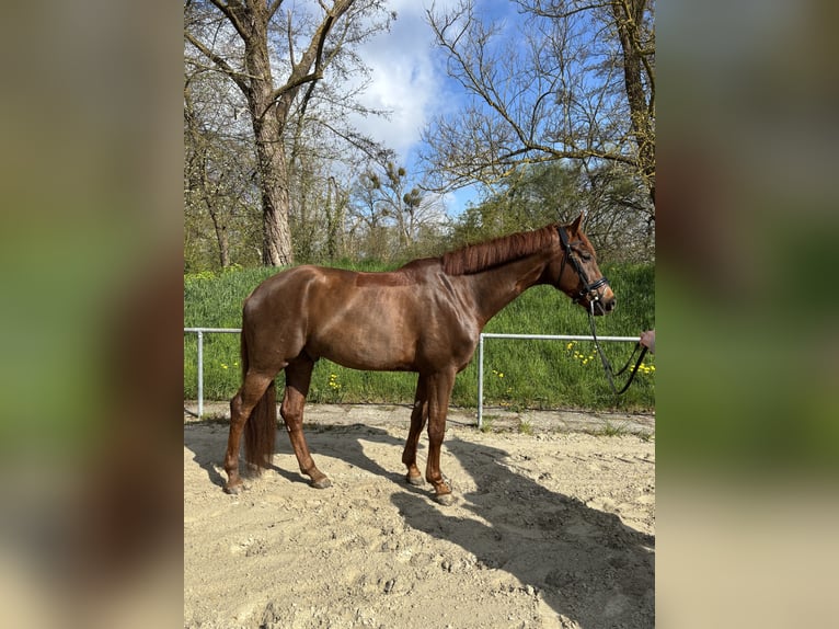 Hanoverian Gelding 7 years 17 hh Chestnut in Aerzen
