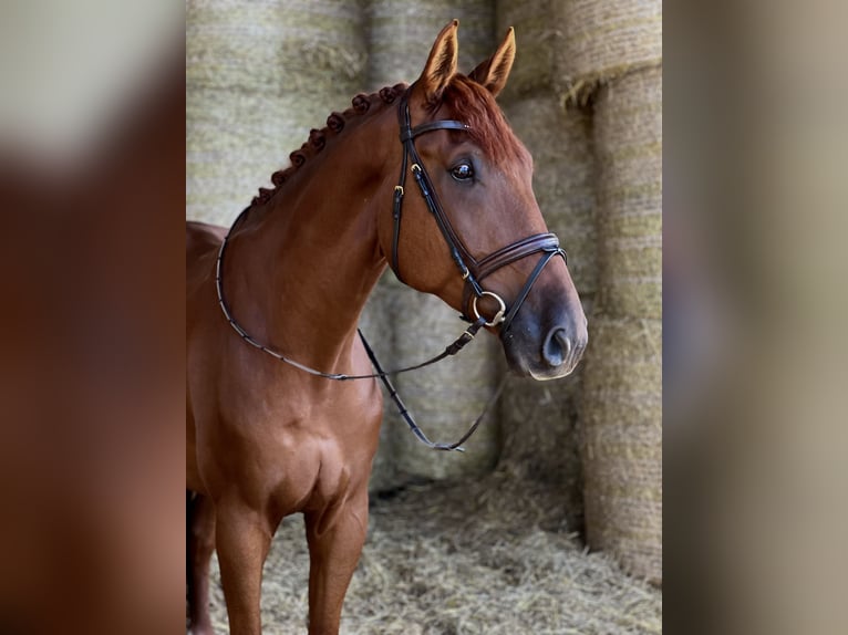 Hanoverian Gelding 7 years 17 hh Chestnut in Ro&#xDF;dorf