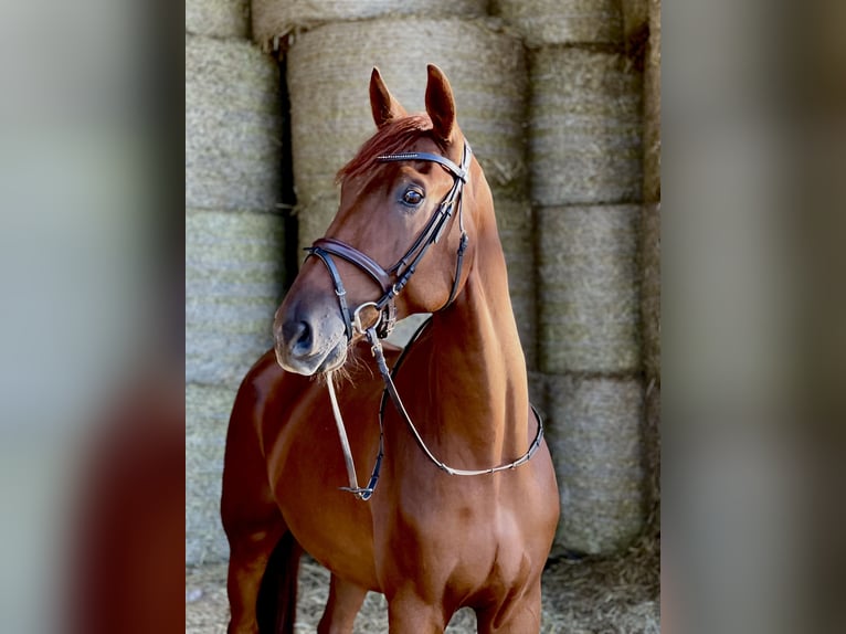 Hanoverian Gelding 7 years 17 hh Chestnut in Ro&#xDF;dorf