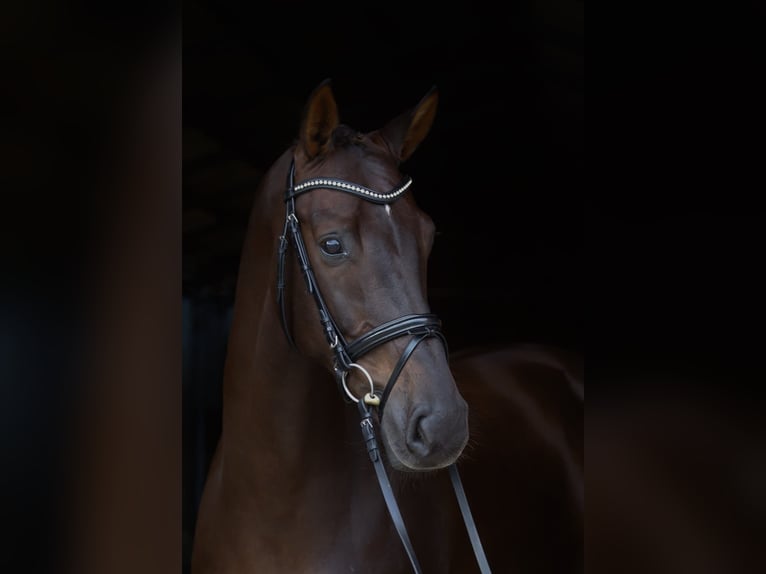 Hanoverian Gelding 7 years 17 hh Chestnut in Schwanewede