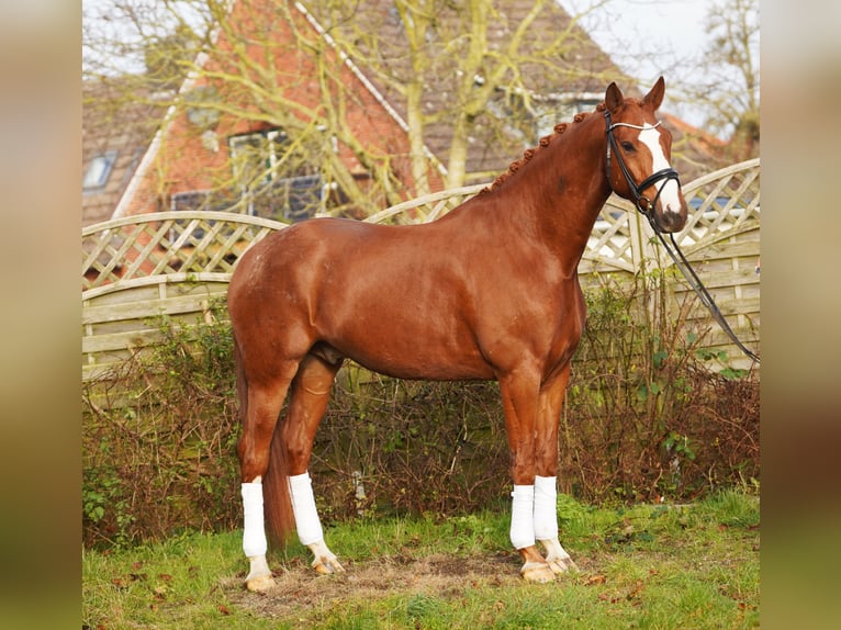 Hanoverian Gelding 7 years 17 hh Chestnut-Red in Hohenfelde
