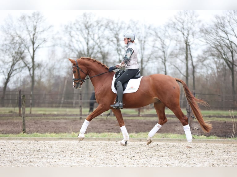 Hanoverian Gelding 7 years 17 hh Chestnut-Red in Haaksbergen