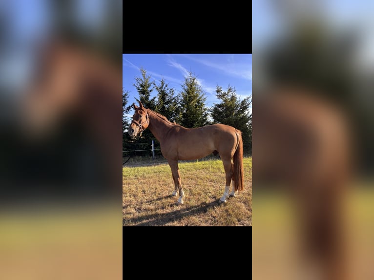 Hanoverian Gelding 7 years 17 hh Chestnut-Red in Deetz