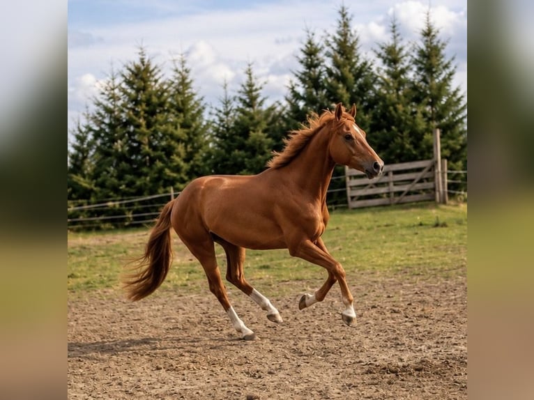 Hanoverian Gelding 7 years 17 hh Chestnut-Red in Deetz