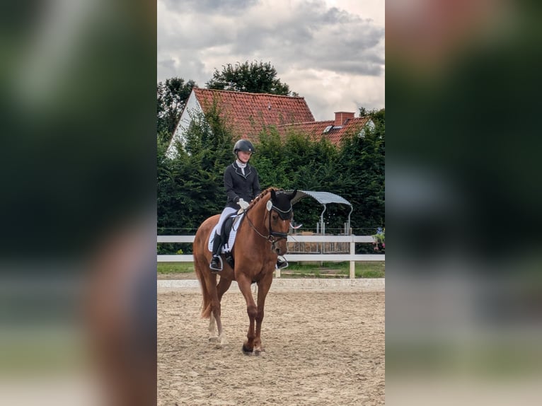 Hanoverian Gelding 7 years 17 hh Chestnut-Red in Seesen