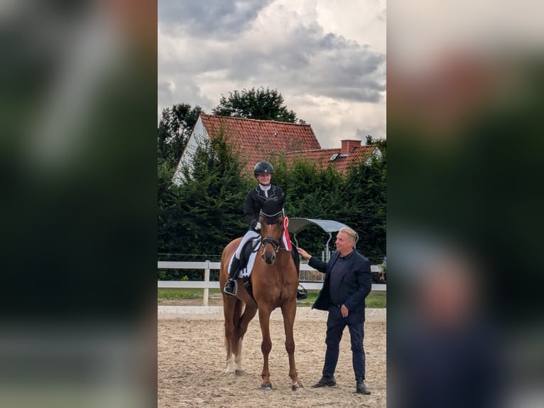 Hanoverian Gelding 7 years 17 hh Chestnut-Red in Seesen