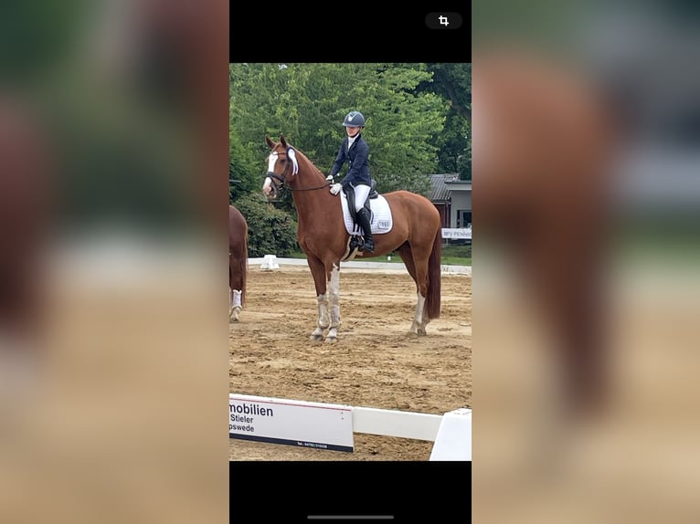 Hanoverian Gelding 7 years 17 hh Chestnut-Red in Buxtehude