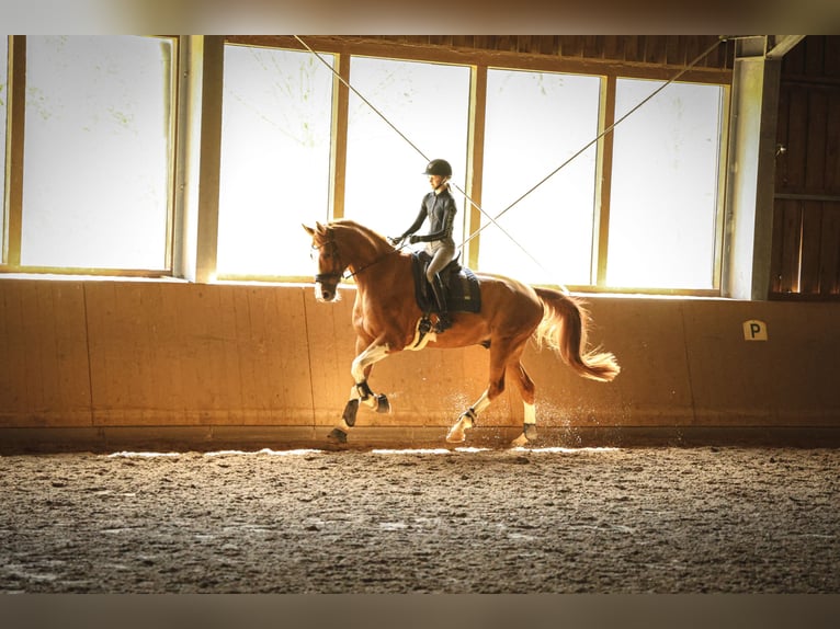 Hanoverian Gelding 7 years 17 hh Chestnut-Red in Buxtehude