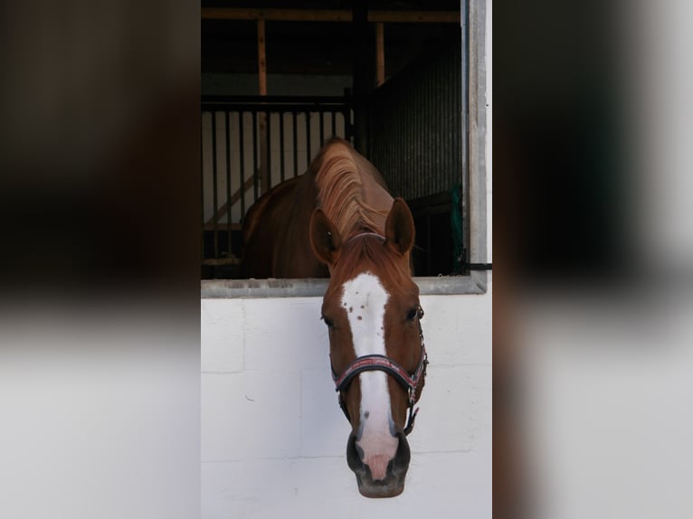 Hanoverian Gelding 7 years 17 hh Chestnut-Red in Buxtehude