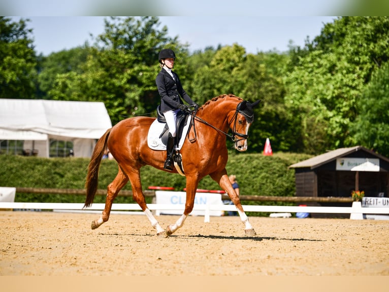 Hanoverian Gelding 7 years 17 hh Chestnut-Red in Hennef