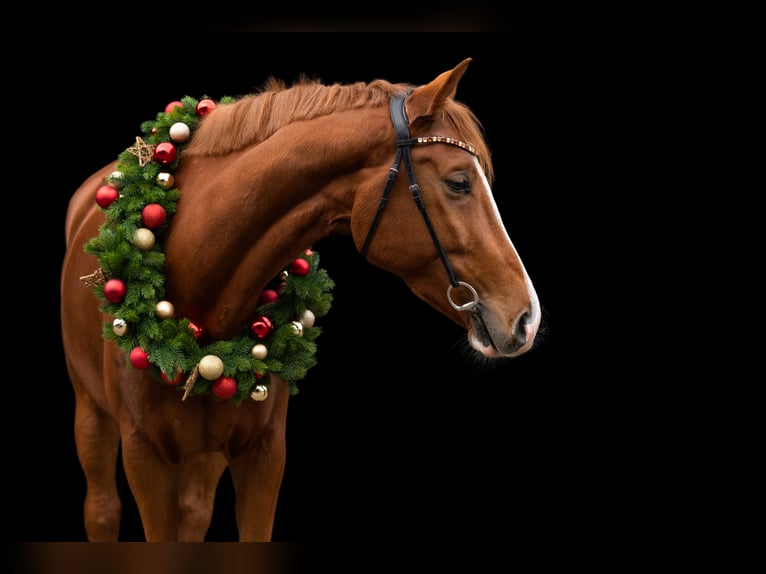 Hanoverian Gelding 7 years 17 hh Chestnut-Red in Hennef