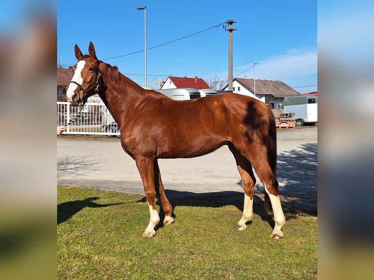 Hanoverian Gelding 7 years 17 hh Chestnut-Red in Sch&#xF6;mberg