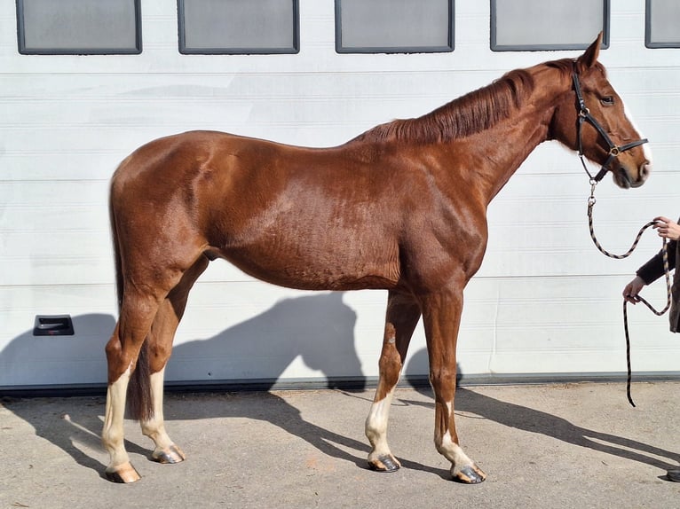 Hanoverian Gelding 7 years 17 hh Chestnut-Red in Sch&#xF6;mberg