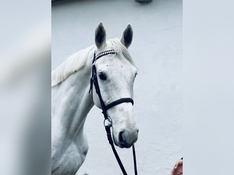 Hanoverian Gelding 7 years 17 hh Gray in Gablingen