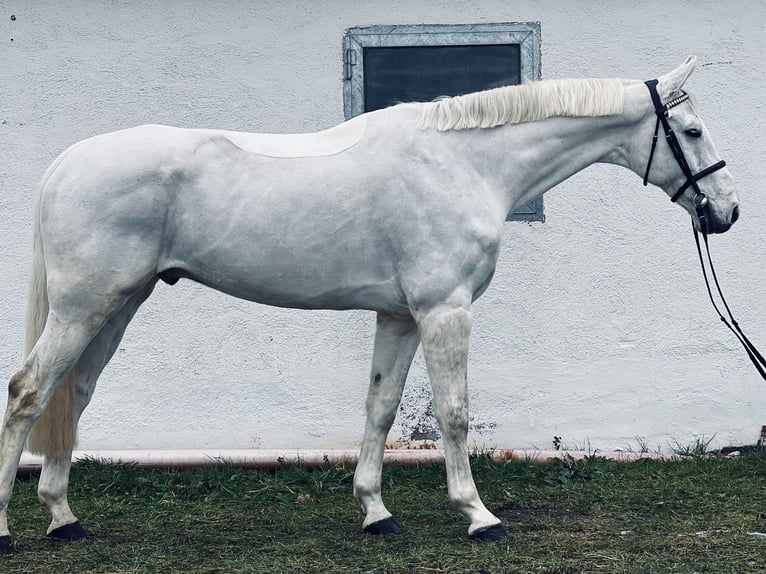 Hanoverian Gelding 7 years 17 hh Gray in Gablingen