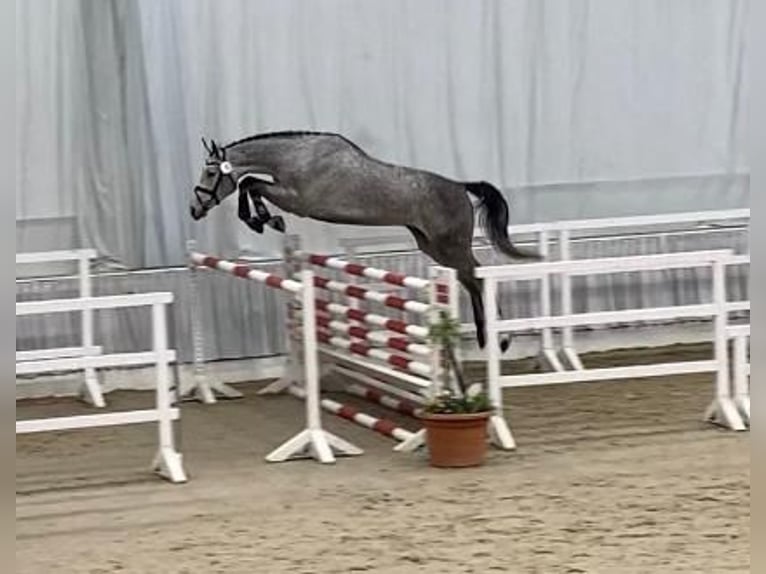 Hanoverian Gelding 7 years 17 hh Gray in Ljubljana