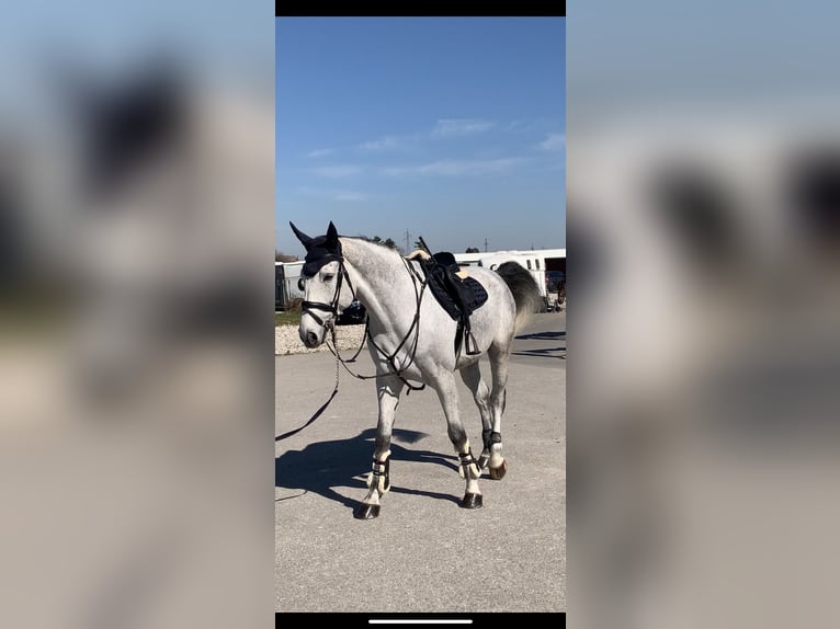 Hanoverian Gelding 7 years 17 hh Gray in Ljubljana