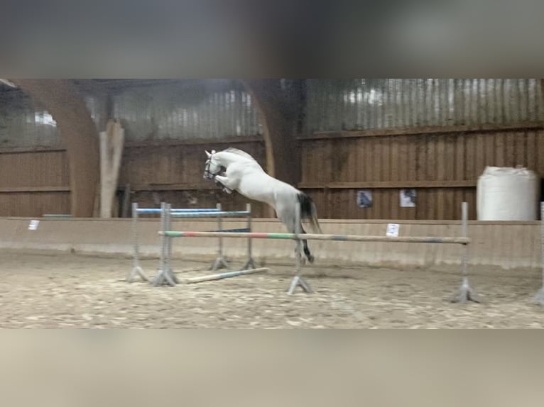 Hanoverian Gelding 7 years 17 hh Gray in Ljubljana