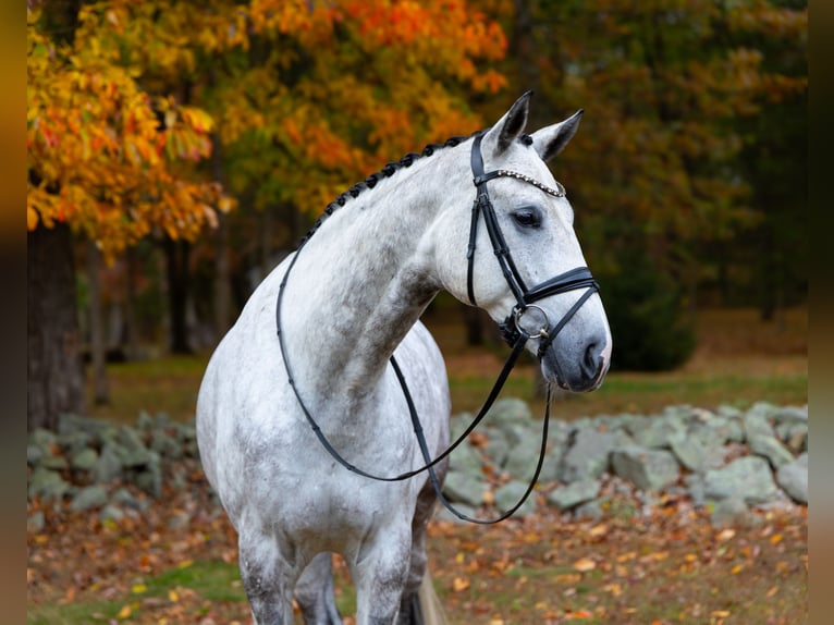 Hanoverian Gelding 7 years 17 hh Grey in Califon New Jersey