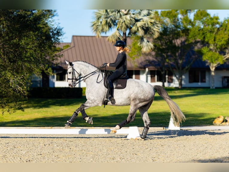 Hanoverian Gelding 7 years 17 hh Grey in Califon New Jersey