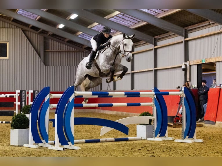 Hanoverian Gelding 7 years 17 hh Grey in Waddinxveen