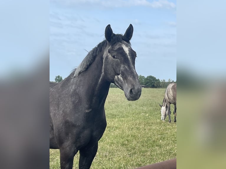 Hanoverian Gelding 7 years 17 hh Grey in Wittingen