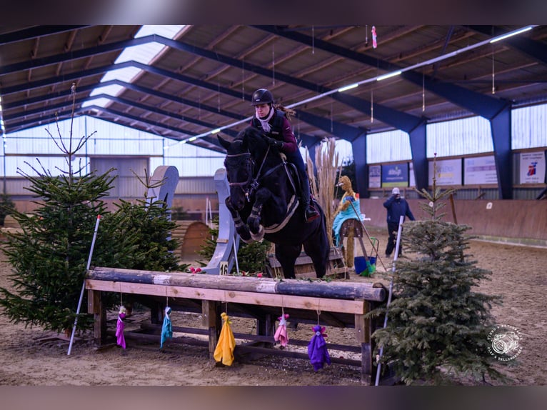 Hanoverian Gelding 7 years 17,1 hh Black in Geestland