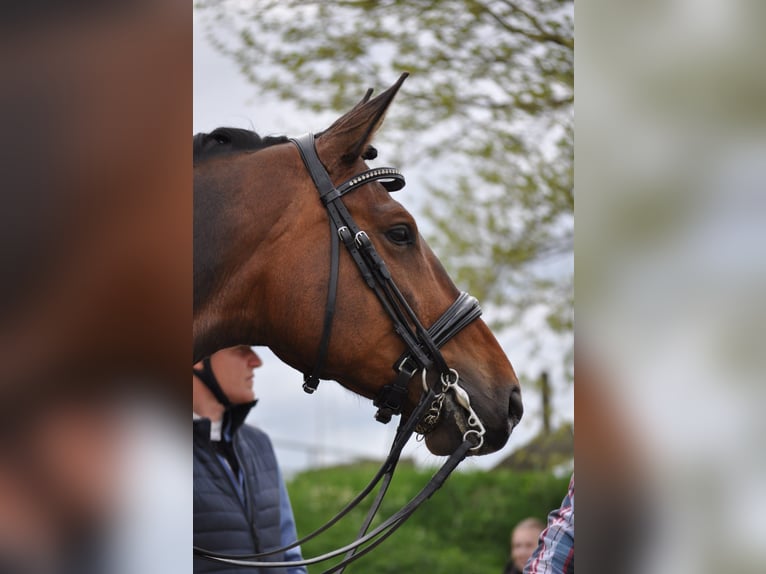Hanoverian Gelding 7 years 17,1 hh Brown in Fleckeby