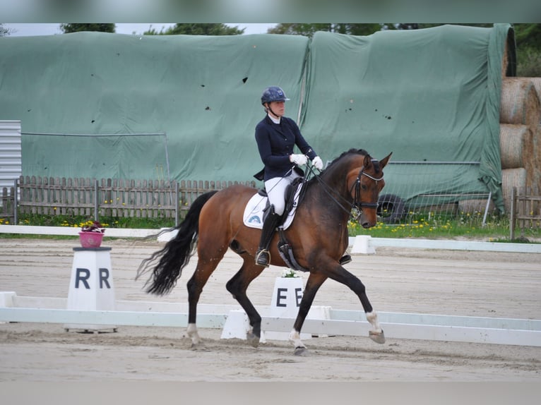 Hanoverian Gelding 7 years 17,1 hh Brown in Fleckeby