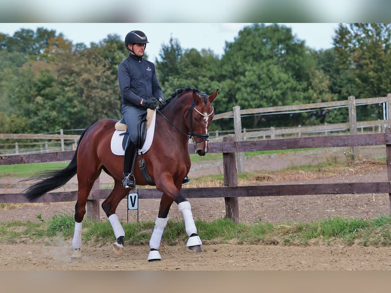 Hanoverian Gelding 7 years 17,1 hh Brown in Greven
