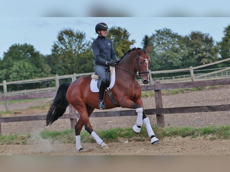 Hanoverian Gelding 7 years 17,1 hh Brown in Greven