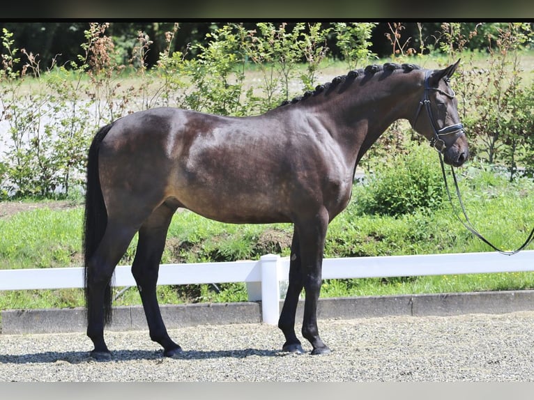 Hanoverian Gelding 7 years 17,1 hh Smoky-Black in Dorsten
