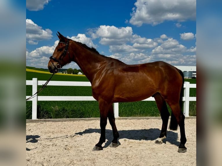 Hanoverian Gelding 7 years 17,2 hh Brown in Allershausen