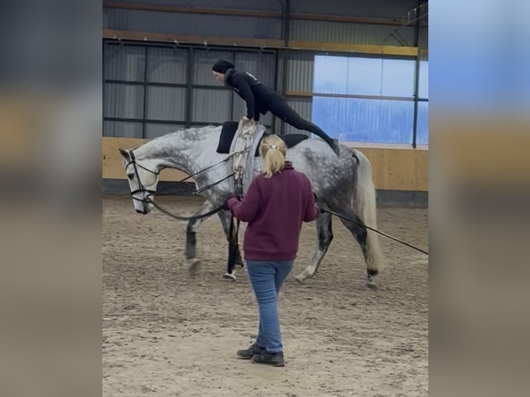 Hanoverian Gelding 7 years 17,3 hh Grey-Dapple in Deinstedt