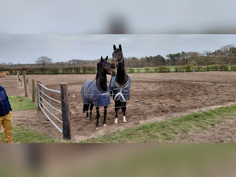 Hanoverian Gelding 7 years 18 hh Bay-Dark in Neustadt am Rübenberge