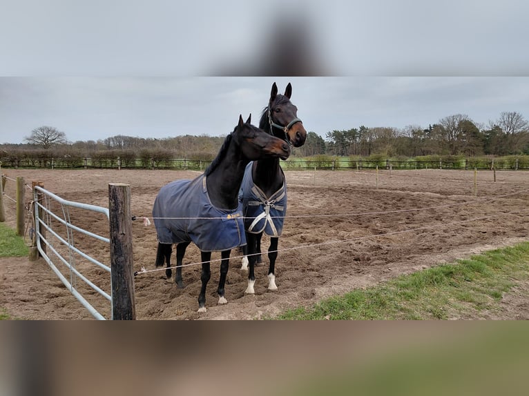 Hanoverian Gelding 7 years 18 hh Bay-Dark in Neustadt am Rübenberge