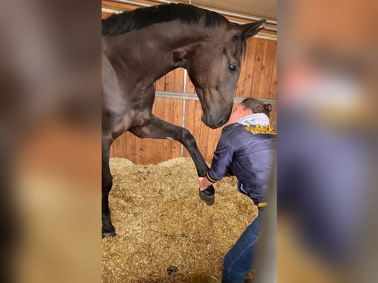 Hanoverian Gelding 7 years 18,1 hh Black in Eurasburg