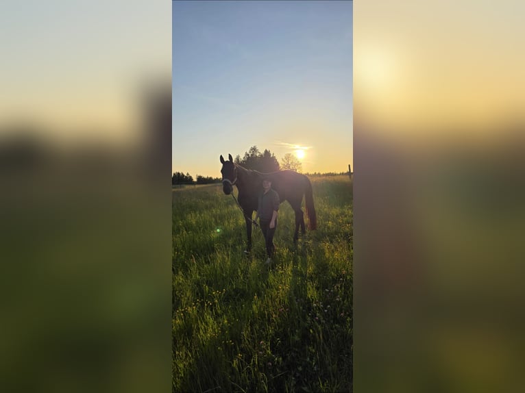 Hanoverian Gelding 7 years 18,1 hh Black in Eurasburg