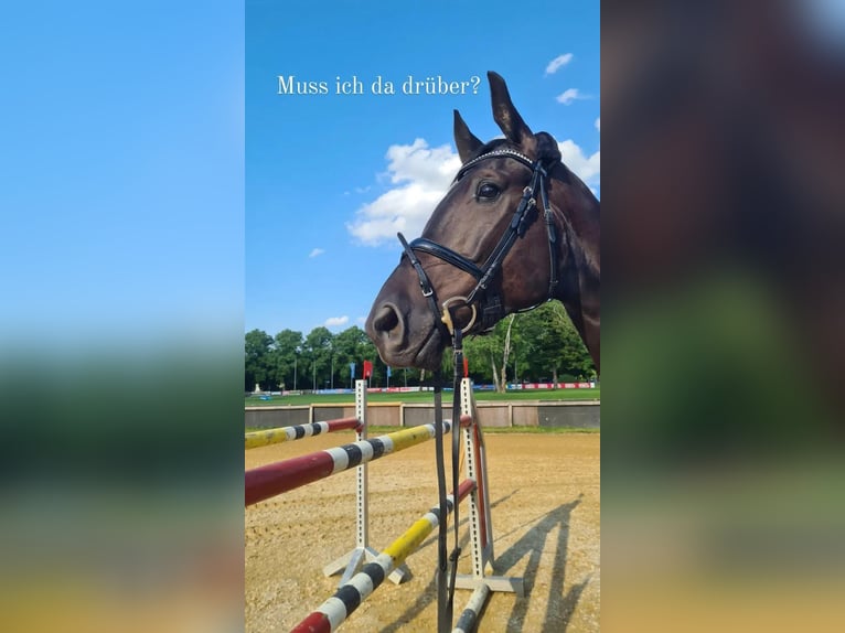Hanoverian Gelding 7 years 18,1 hh Black in Eurasburg