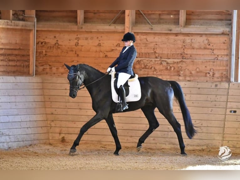 Hanoverian Gelding 7 years 18,1 hh Black in Eurasburg