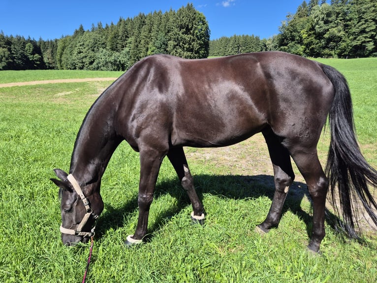 Hanoverian Gelding 7 years 18,1 hh Black in Eurasburg