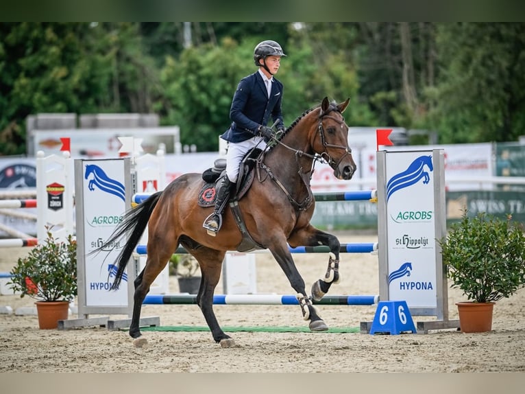 Hanoverian Gelding 7 years Brown in St. Josefen