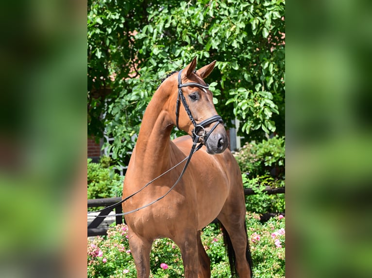Hanoverian Gelding 7 years Chestnut-Red in Bad Bevensen