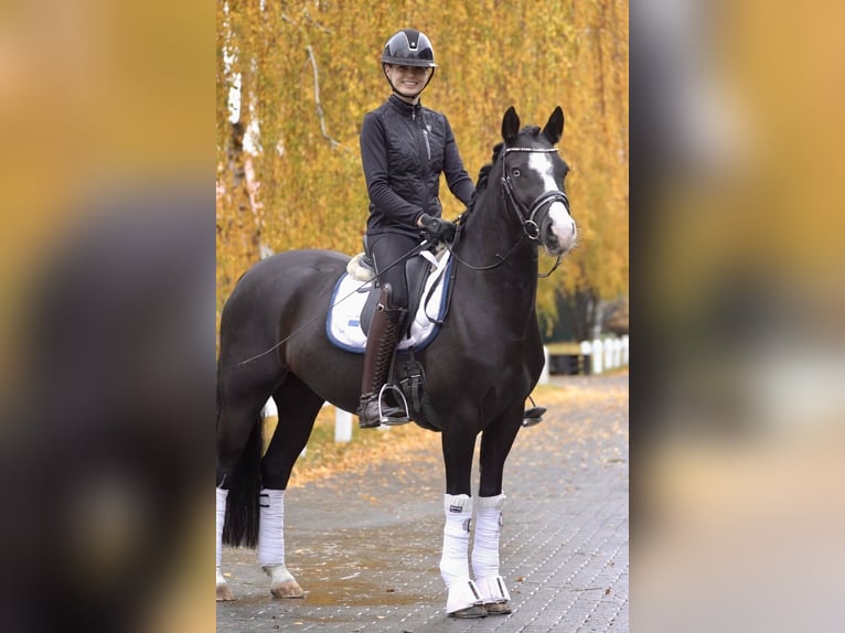 Hanoverian Gelding 7 years in Ostbevern