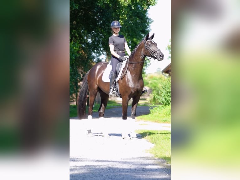 Hanoverian Gelding 7 years in Ostbevern