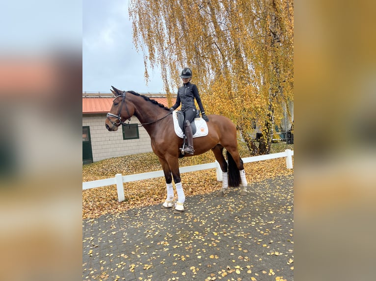 Hanoverian Gelding 7 years in Ostbevern