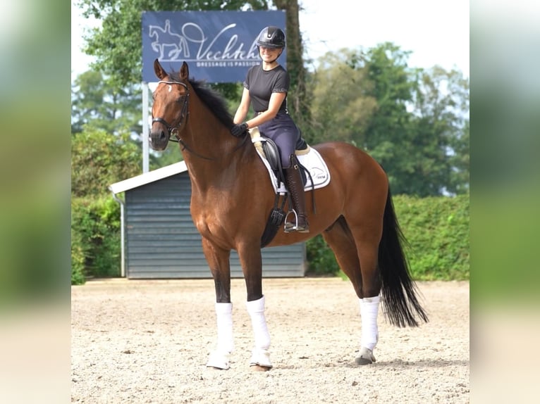 Hanoverian Gelding 7 years in Ostbevern