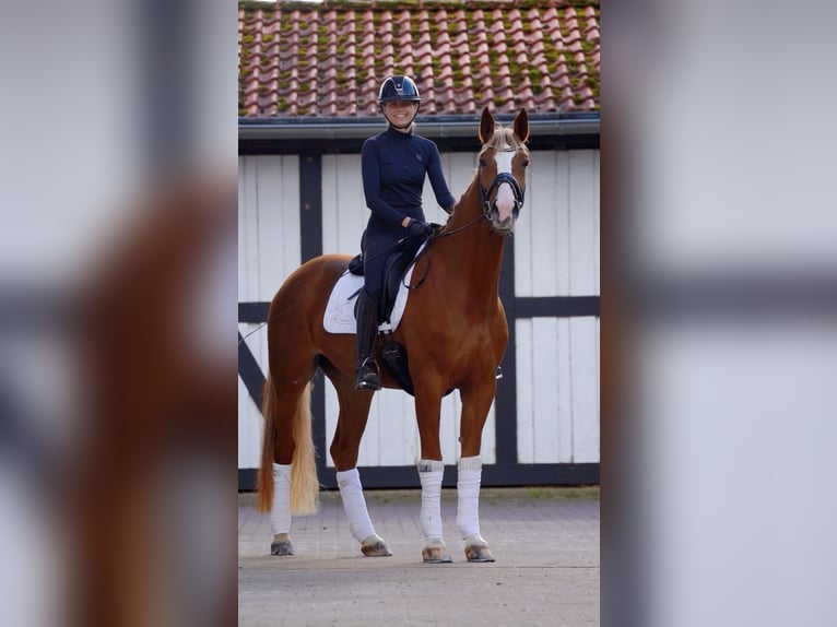 Hanoverian Gelding 7 years in Ostbevern