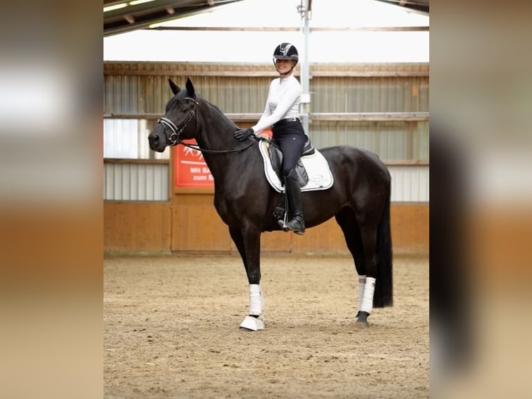 Hanoverian Gelding 7 years in Ostbevern